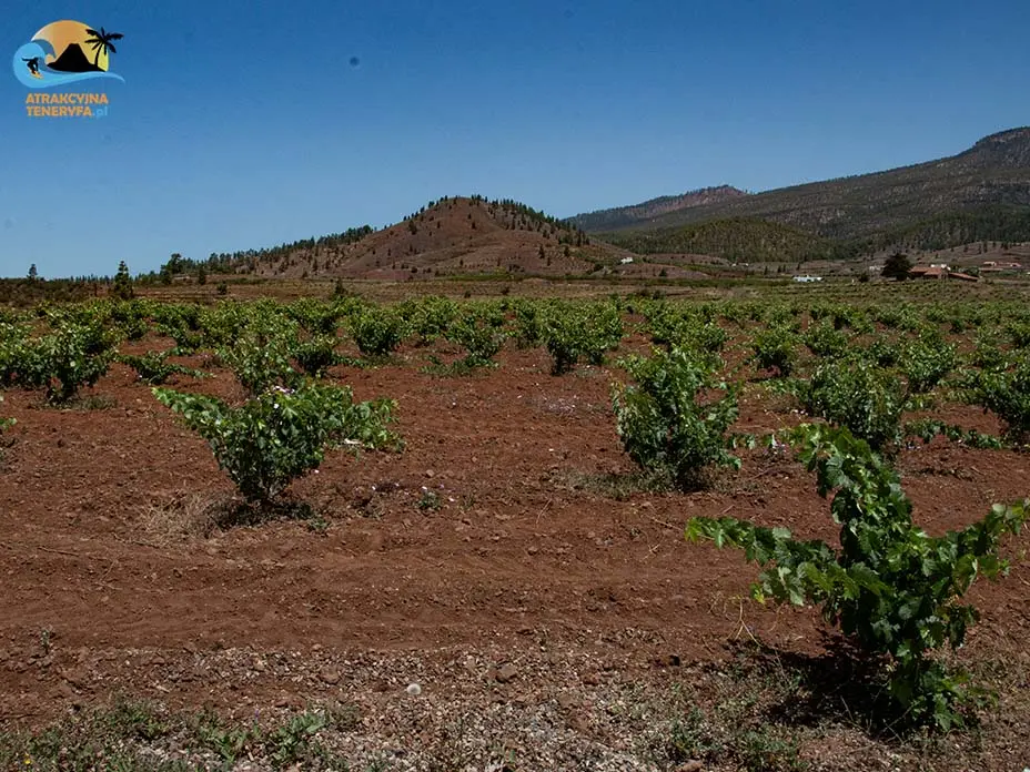 Wino i wulkan: Degustacja win z Teneryfy